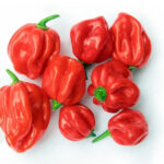 scotch-bonnet